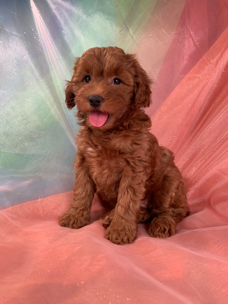 Dark Red Female Mini Goldendoodle Puppy for Sale, $1800